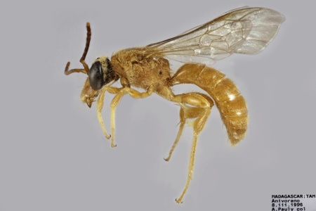 [Thrinchostoma fulvum male (lateral/side view) thumbnail]
